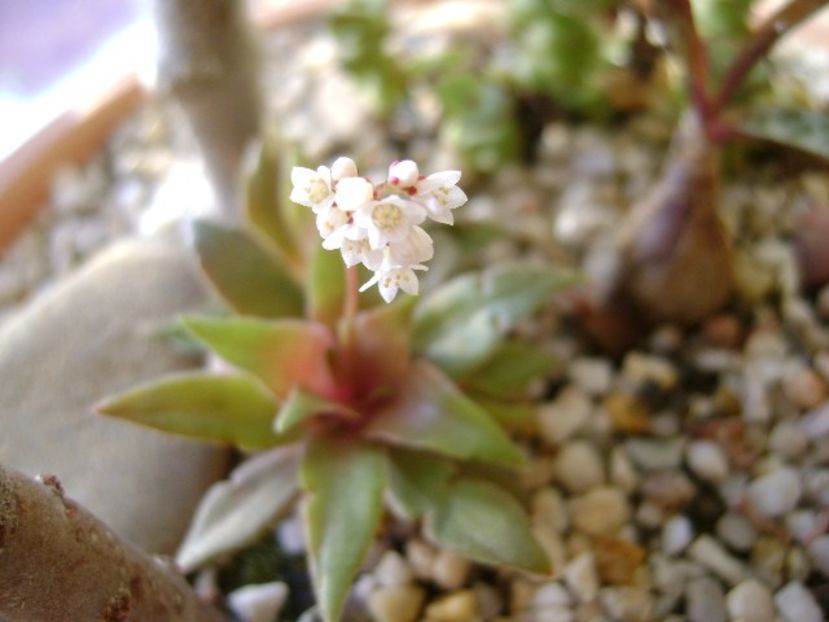 Crassula orbicularis - Suculente 2017