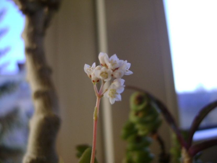 Crassula orbicularis - Suculente 2017