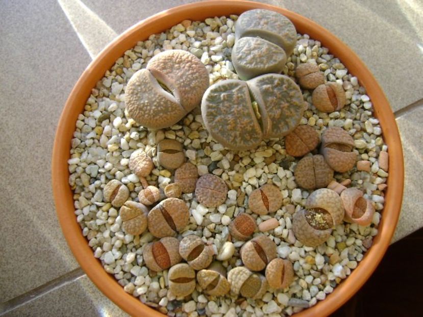 Lithops - Suculente 2017