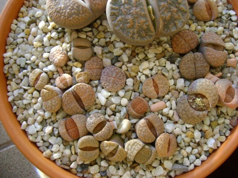 Lithops - Suculente 2017