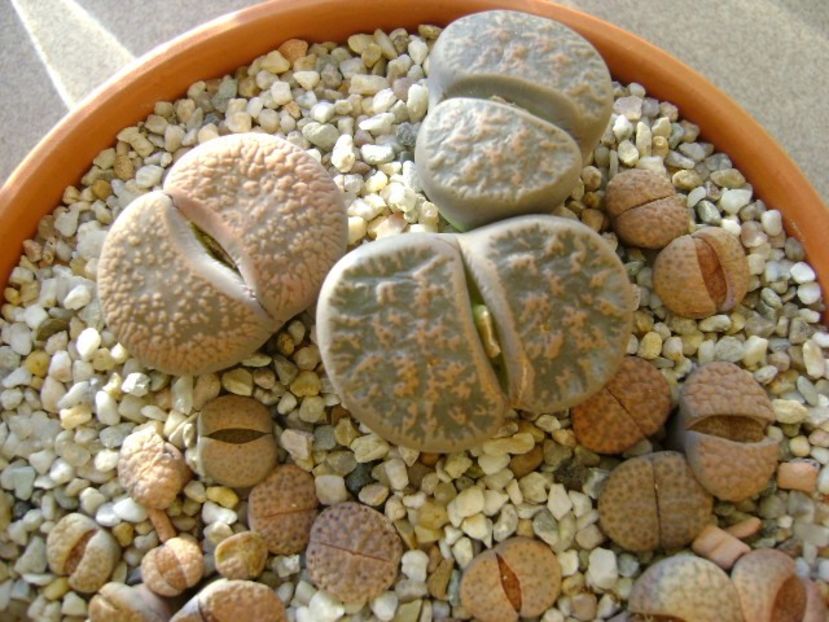 Lithops - Suculente 2017