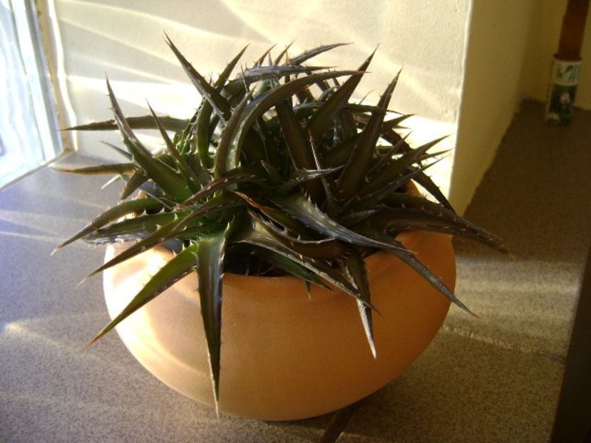 Dickia 1 - Suculente 2017