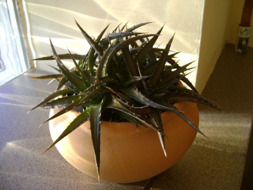 Dickia 1 - Suculente 2017