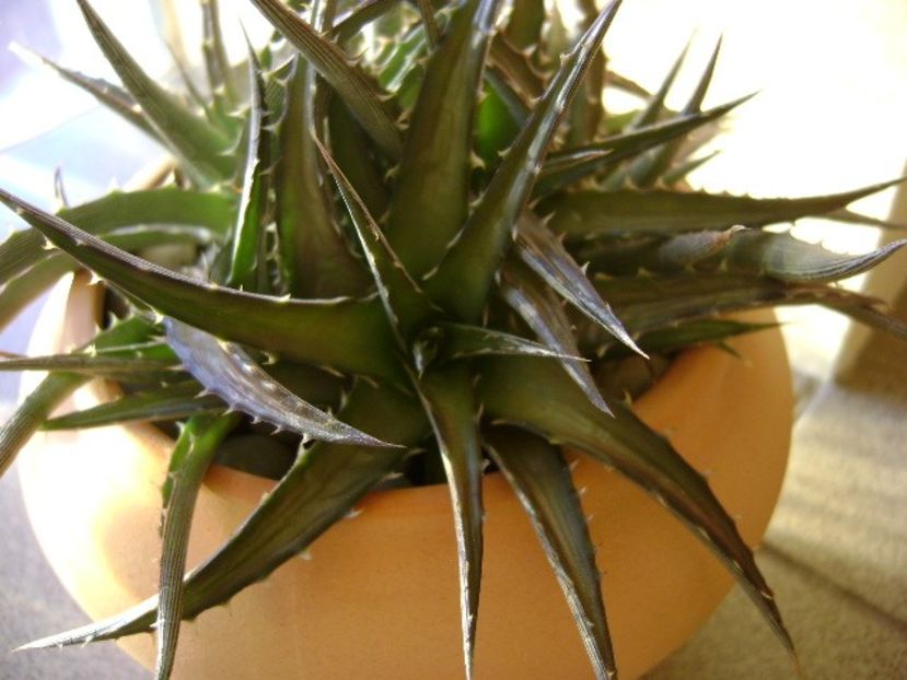 Dickia 1 - Suculente 2017