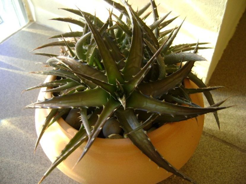 Dickia 1 - Suculente 2017