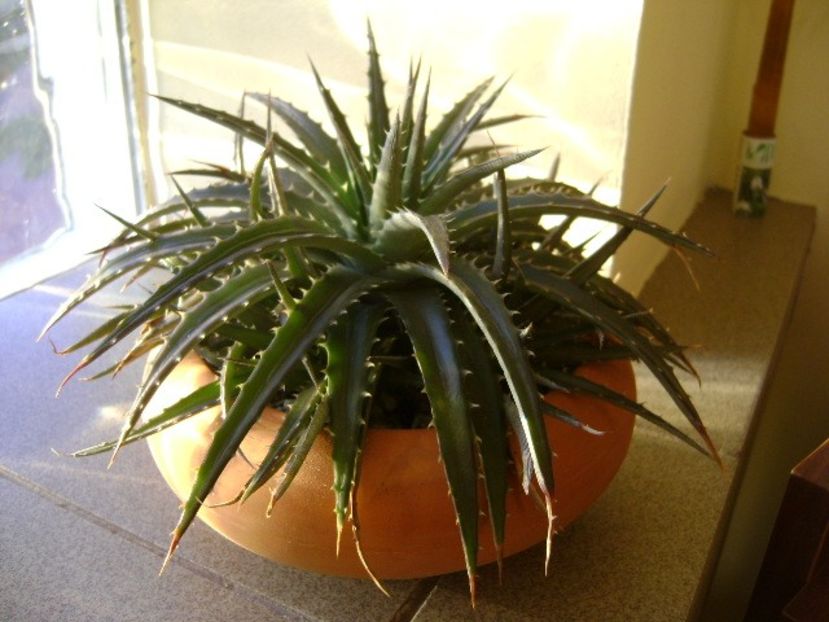 Dickia 2 - Suculente 2017