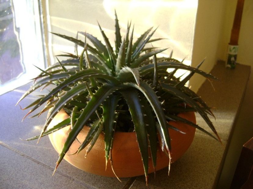 Dickia 2 - Suculente 2017