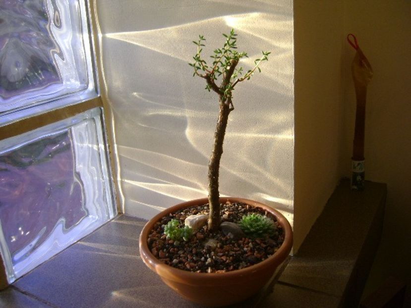 Crassula sarcocaulis - Suculente 2017