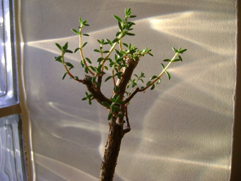 Crassula sarcocaulis - Suculente 2017