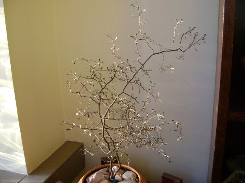 Corokia cotoneaster - Bonsai si prebonsai 2016-2017