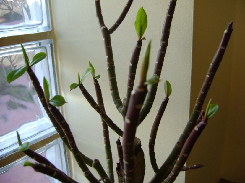 Euphorbia umbellata (Synadenium grantii) - Bonsai si prebonsai 2016-2017