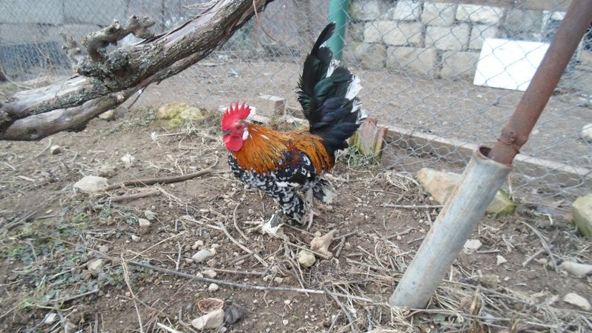 SAM_2044 - Gaini pitice - matca 2018