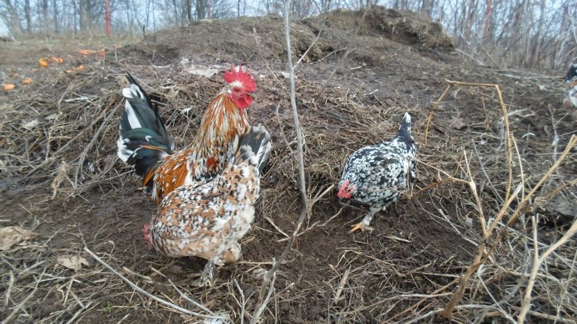 SAM_2050 - Gaini pitice - matca 2018