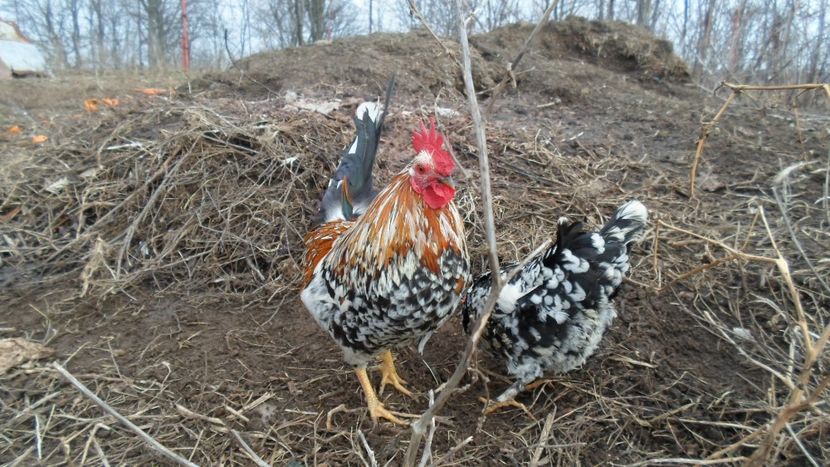 SAM_2051 - Gaini pitice - matca 2018