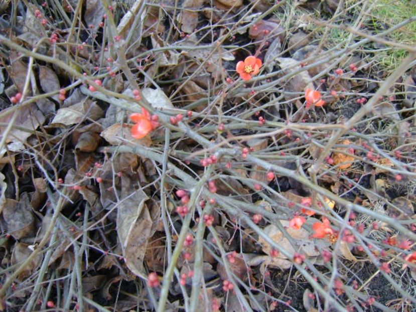 Sf. Ion 15*C - Gutui japonez - v Iarna 2016-2017-2018