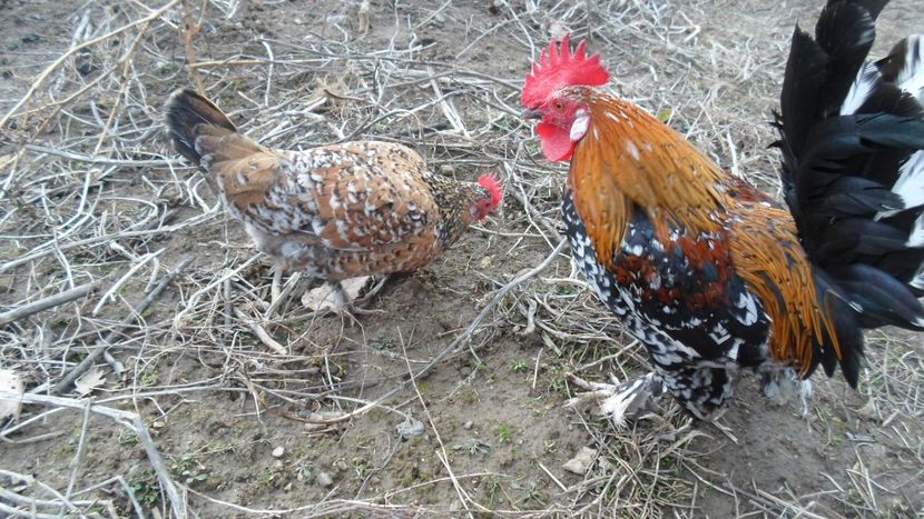 SAM_2054 - Gaini pitice - matca 2018