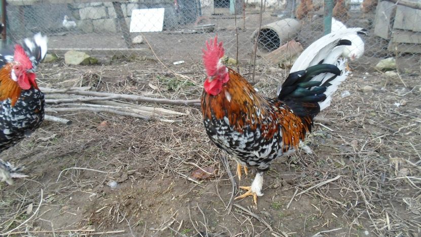 SAM_2055 - Gaini pitice - matca 2018