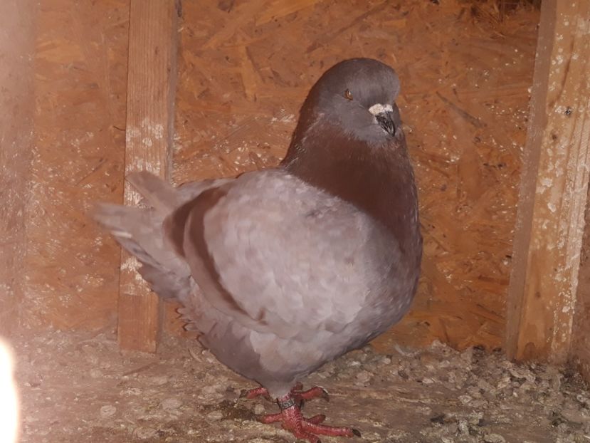 M 2014 - ACHIZITII NOI