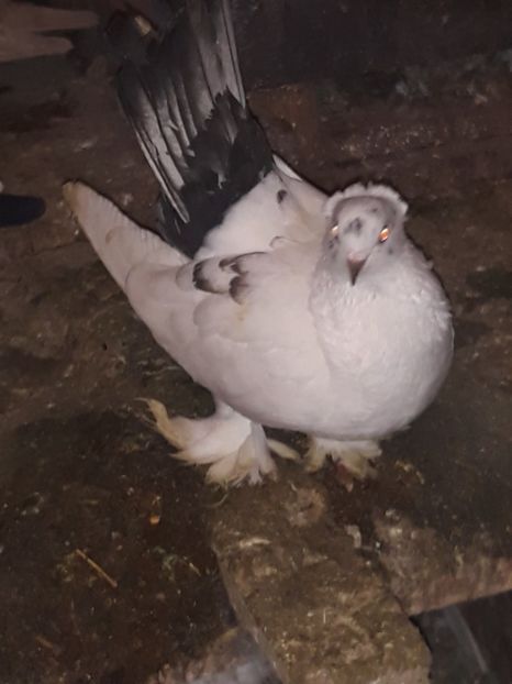  - jucatori de rostov