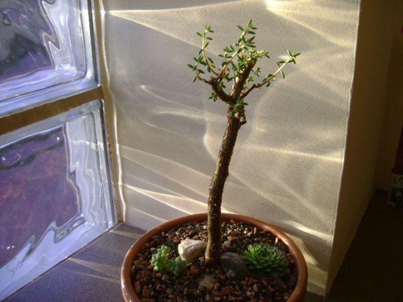 Crassula sarcocaulis - Bonsai si prebonsai 2016-2017