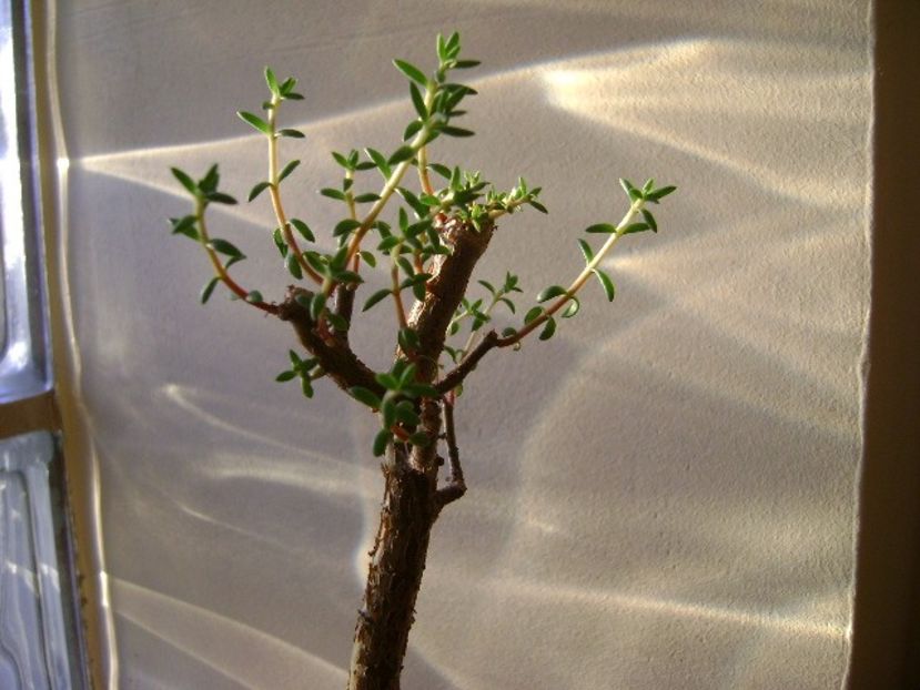 Crassula sarcocaulis - Bonsai si prebonsai 2016-2017
