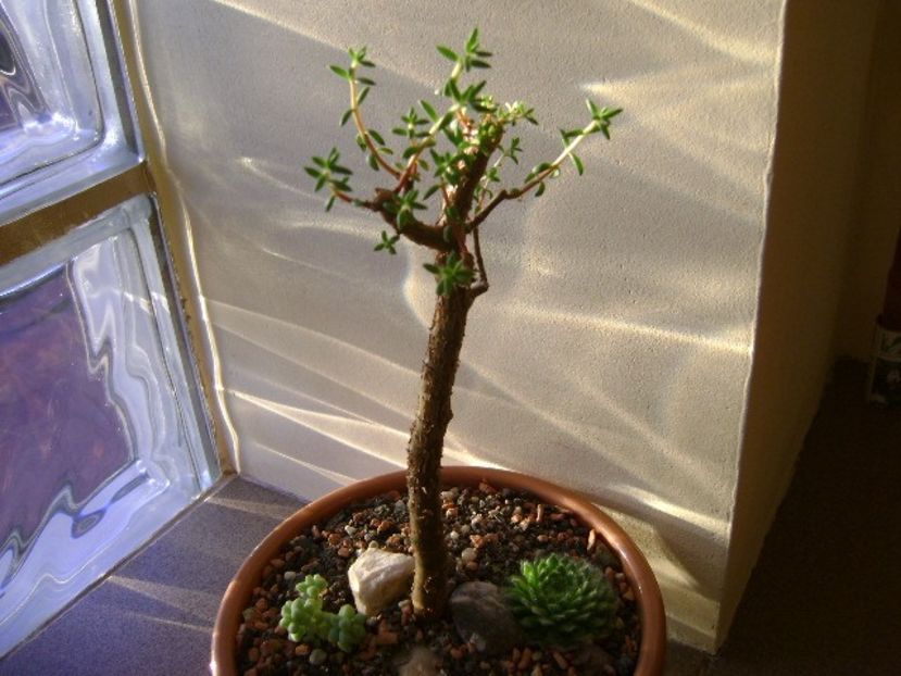 Crassula sarcocaulis - Bonsai si prebonsai 2016-2017