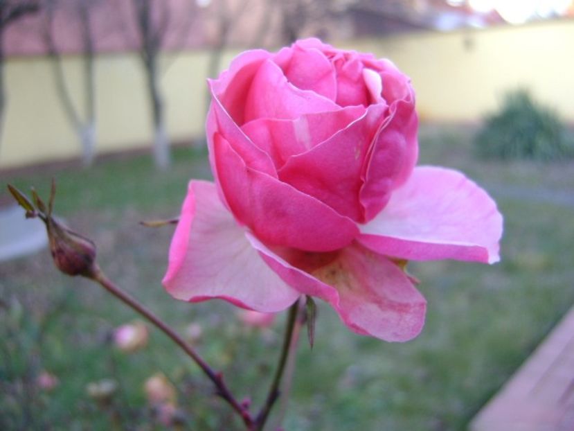 Sf. Ion 2018, 15*C - Trandafiri - Flori in plina iarna