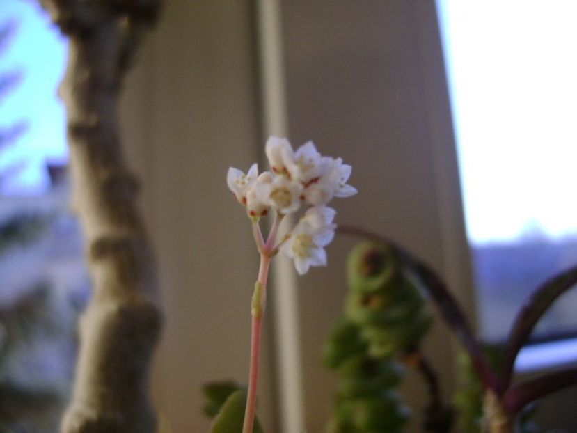 Sf. Ion 2018: Crassula orbicularis - Flori in plina iarna