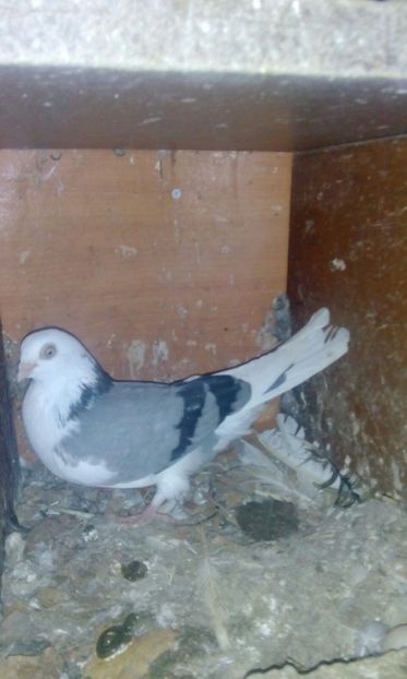 IMG-20171228-WA0003 - GALATENI 2018