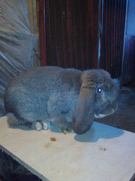 Mascul berbec german campion 96,5 puncte - REZULTATUL IEPURILOR!!!