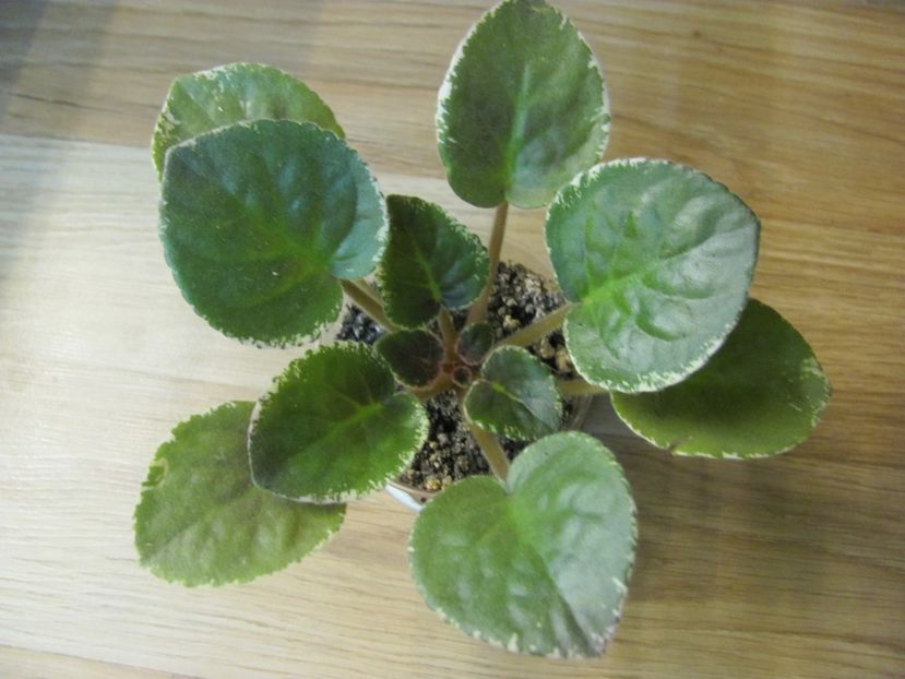  - ZZZZBuckeye Fiesta