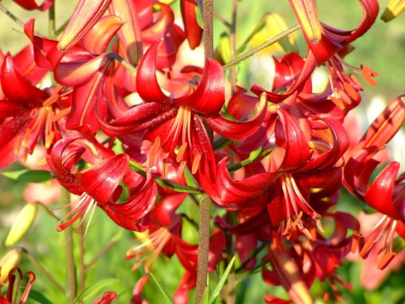 2014_crini_72 - 2014_06_Crini