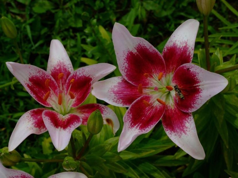 2014_crini_73 - 2014_06_Crini