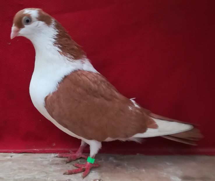 F 2016 - B-pe galben