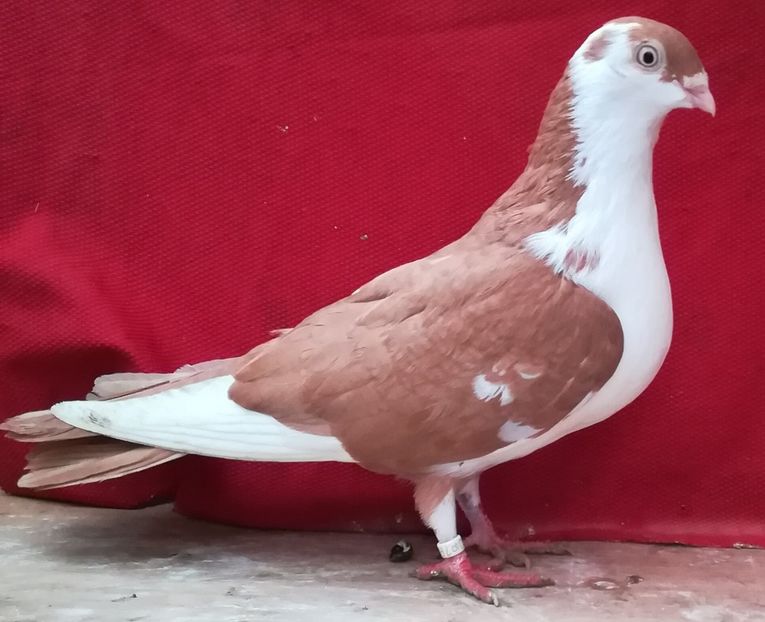 F 2015 - B-pe galben