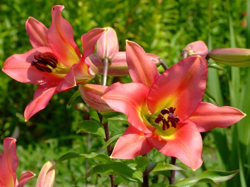 2014_crini_74 - 2014_06_Crini