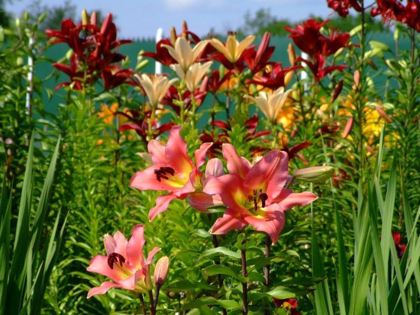 2014_crini_76 - 2014_06_Crini