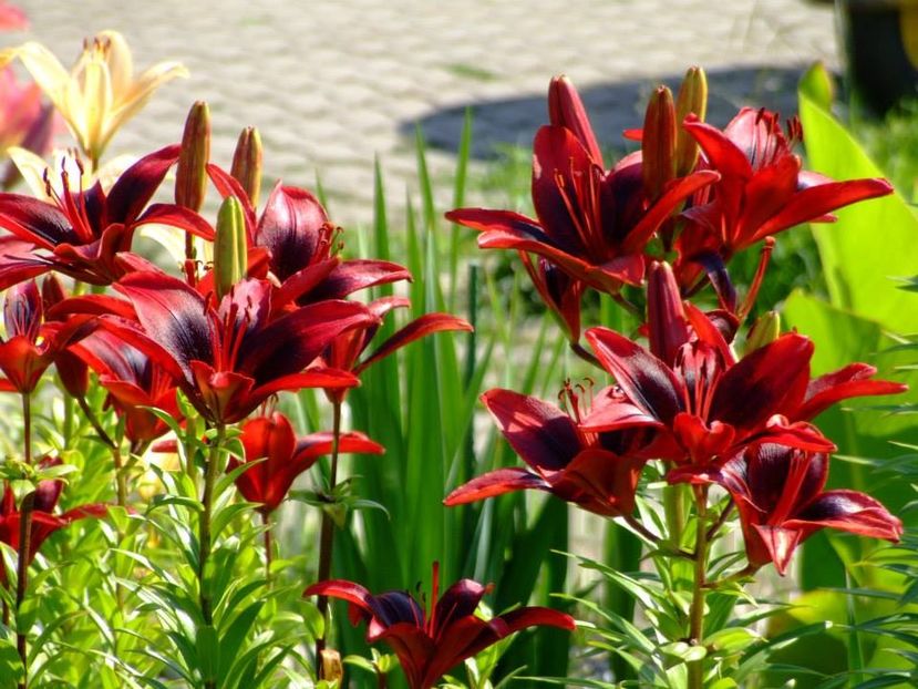 2014_crini_77 - 2014_06_Crini