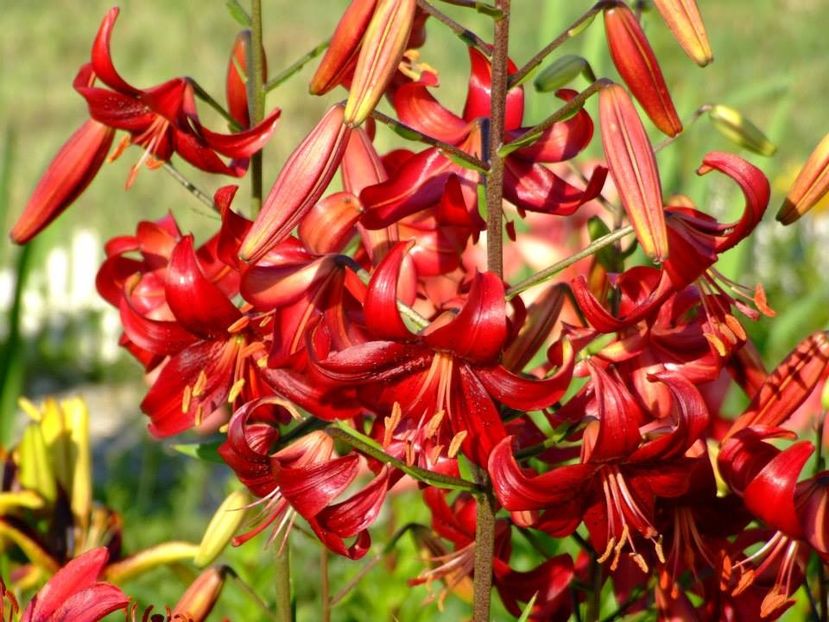 2014_crini_78 - 2014_06_Crini