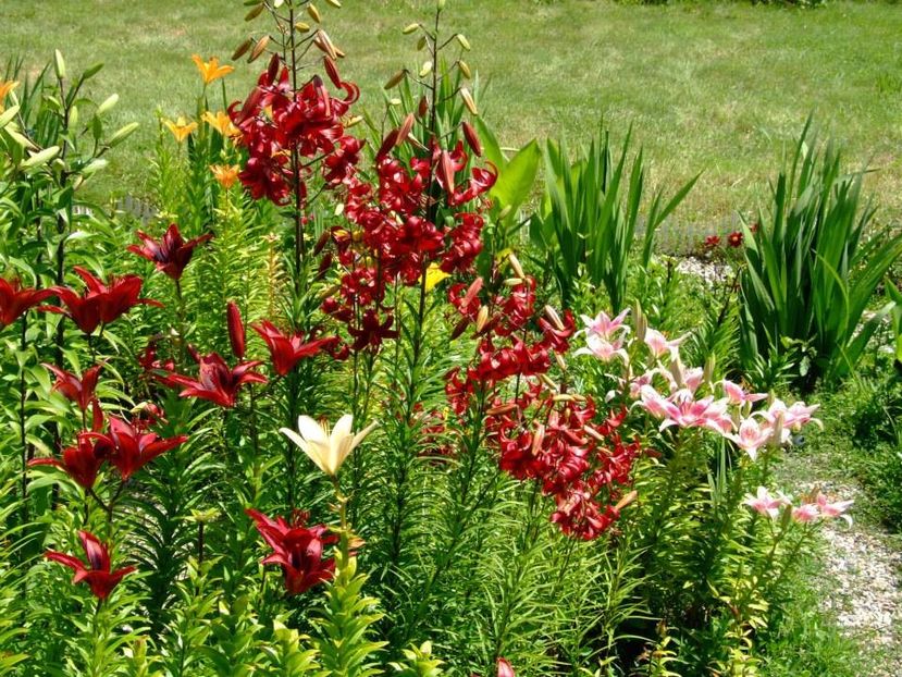 2014_crini_83 - 2014_06_Crini