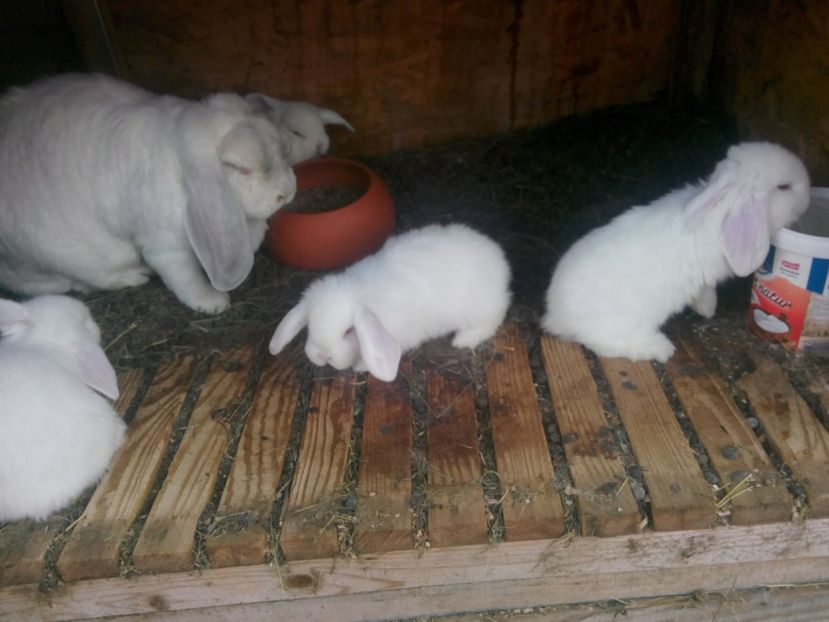  - Cuib 8 din 01 Dec 2017