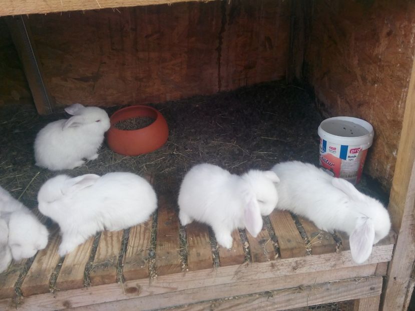  - Cuib 8 din 01 Dec 2017