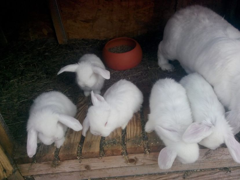  - Cuib 8 din 01 Dec 2017