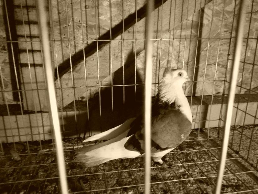 Femela - 4-Jucatori de Galati