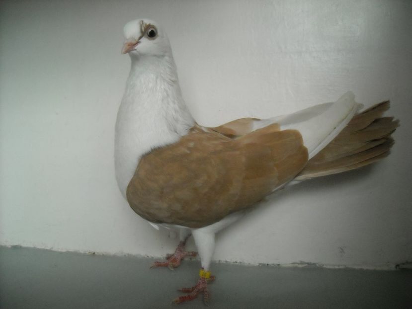 cazatoare - jucatori de galati pe galben