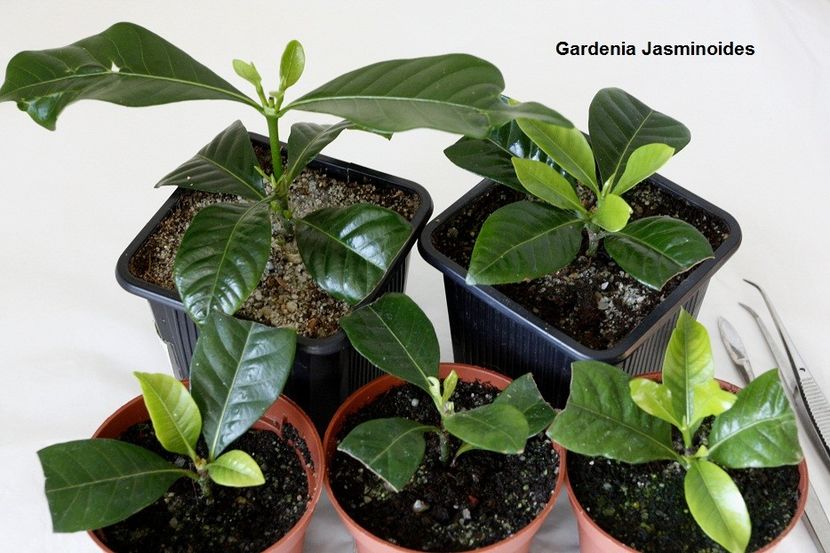 07.01.18 - 3 Gardenia- inradacinare