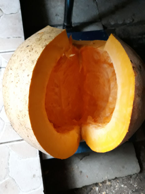 Dovleac Comestibil - Legume din Gradina 2017-2018