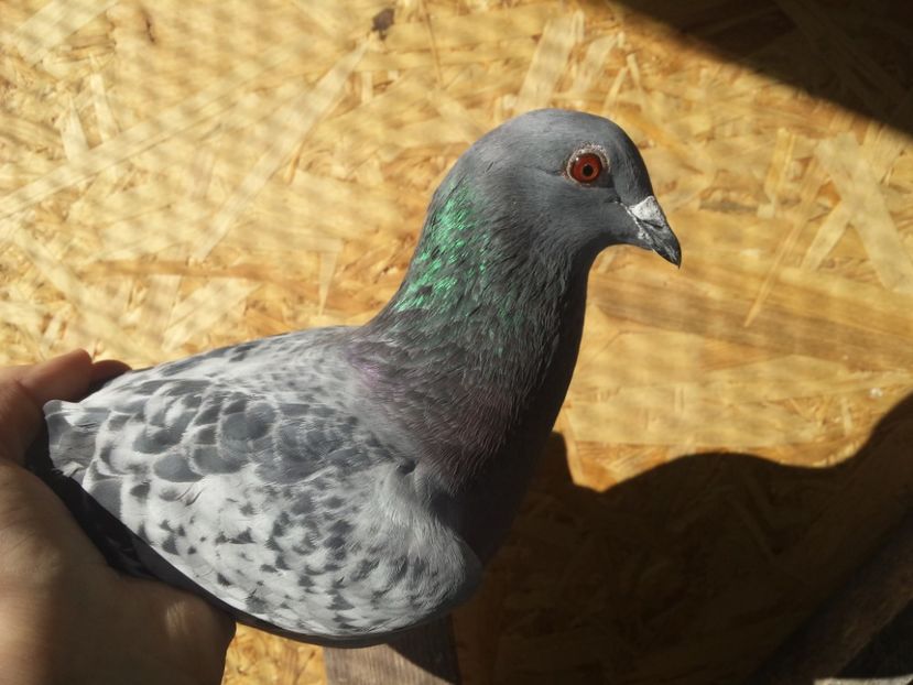  - PORUMBIȚE-VOIAJOR