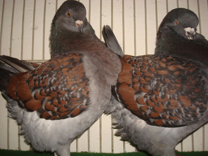  - Porumbei Americani-Vanduti