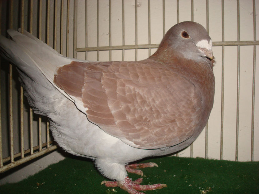 F 2015  Vanduta - Porumbei Standard - Vanduti